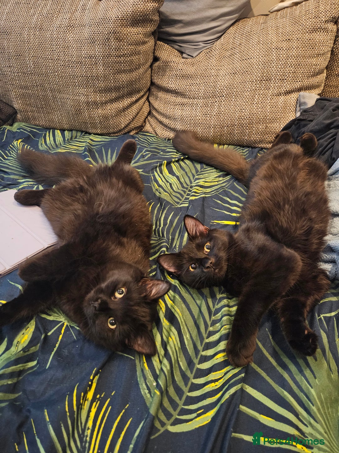 Ragdoll cats for sale: Brother & Sister 8month Ragdoll kittens for Home - Advert 1