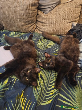 Ragdoll cats Brother & Sister 8month Ragdoll kittens for Home - Advert 1