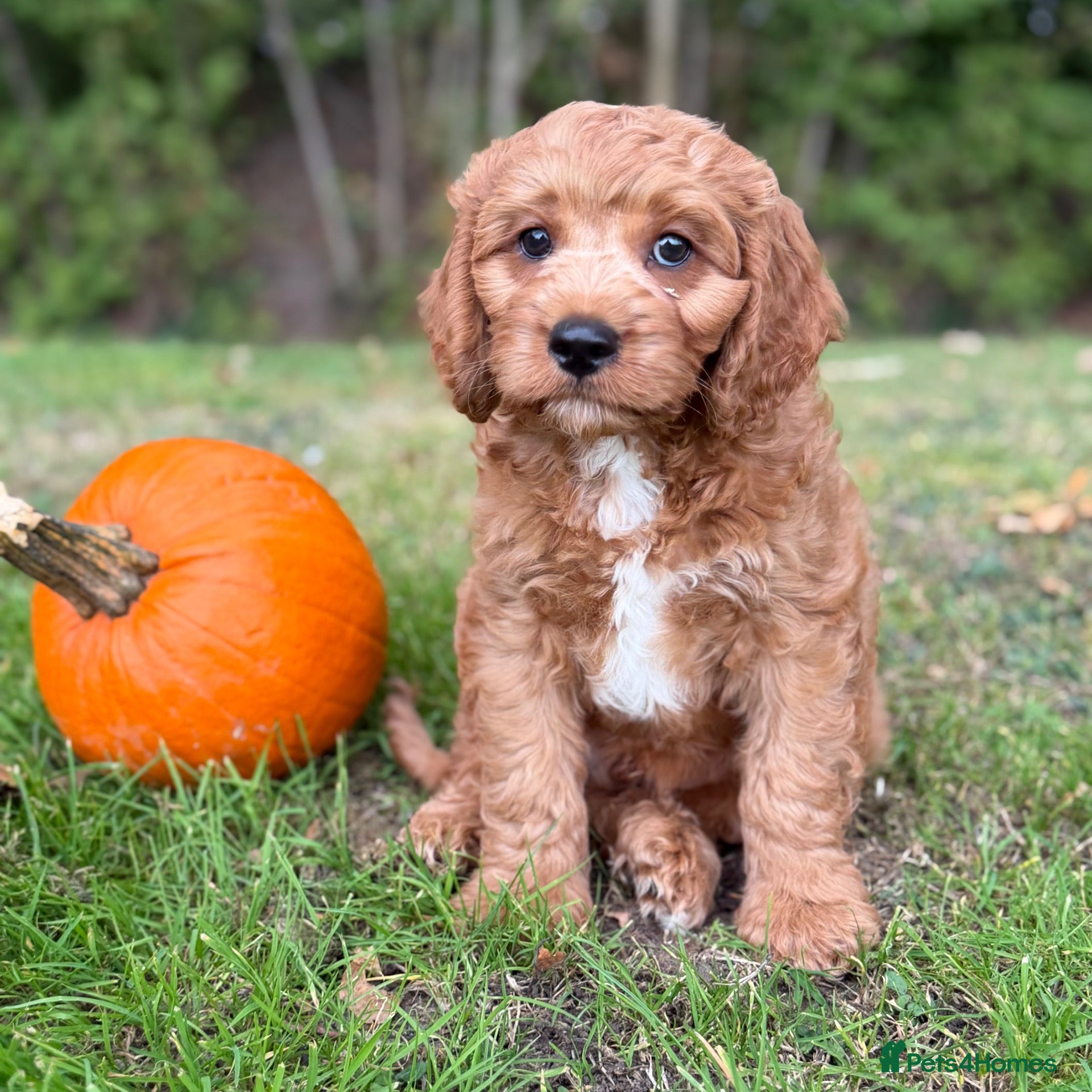 Cavapoo dogs Cavapoo ready now! - Advert 7