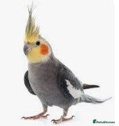 Cockatiels birds Cockatiel wanted - Advert 1