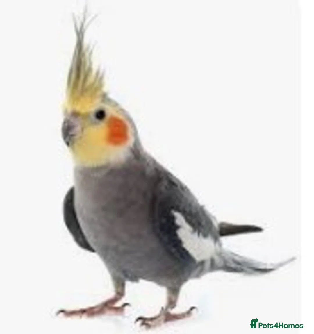 Cockatiels birds for sale: Cockatiel wanted - Advert 1