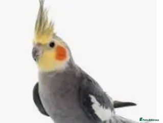 Cockatiels birds Cockatiel wanted - Advert 1