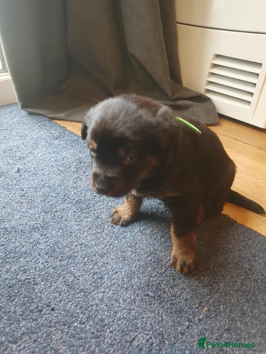Mixed Breed dogs for sale: Last gorgeous girl for sale - Image 2