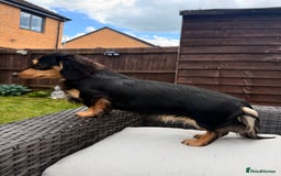 Miniature Dachshund dogs for sale: Beautiful Maï - Image 6