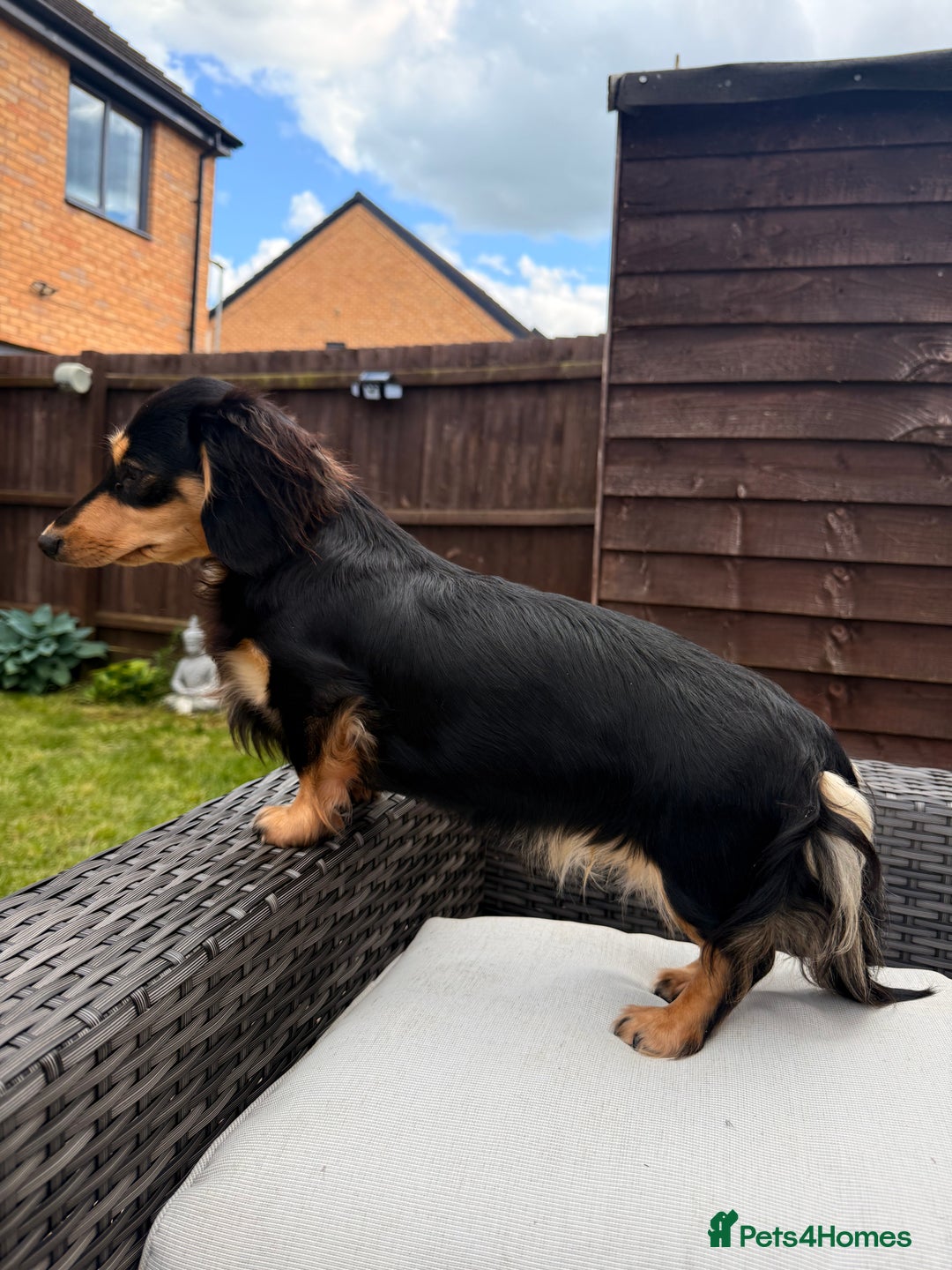 Miniature Dachshund dogs for sale: Beautiful Maï - Image 6