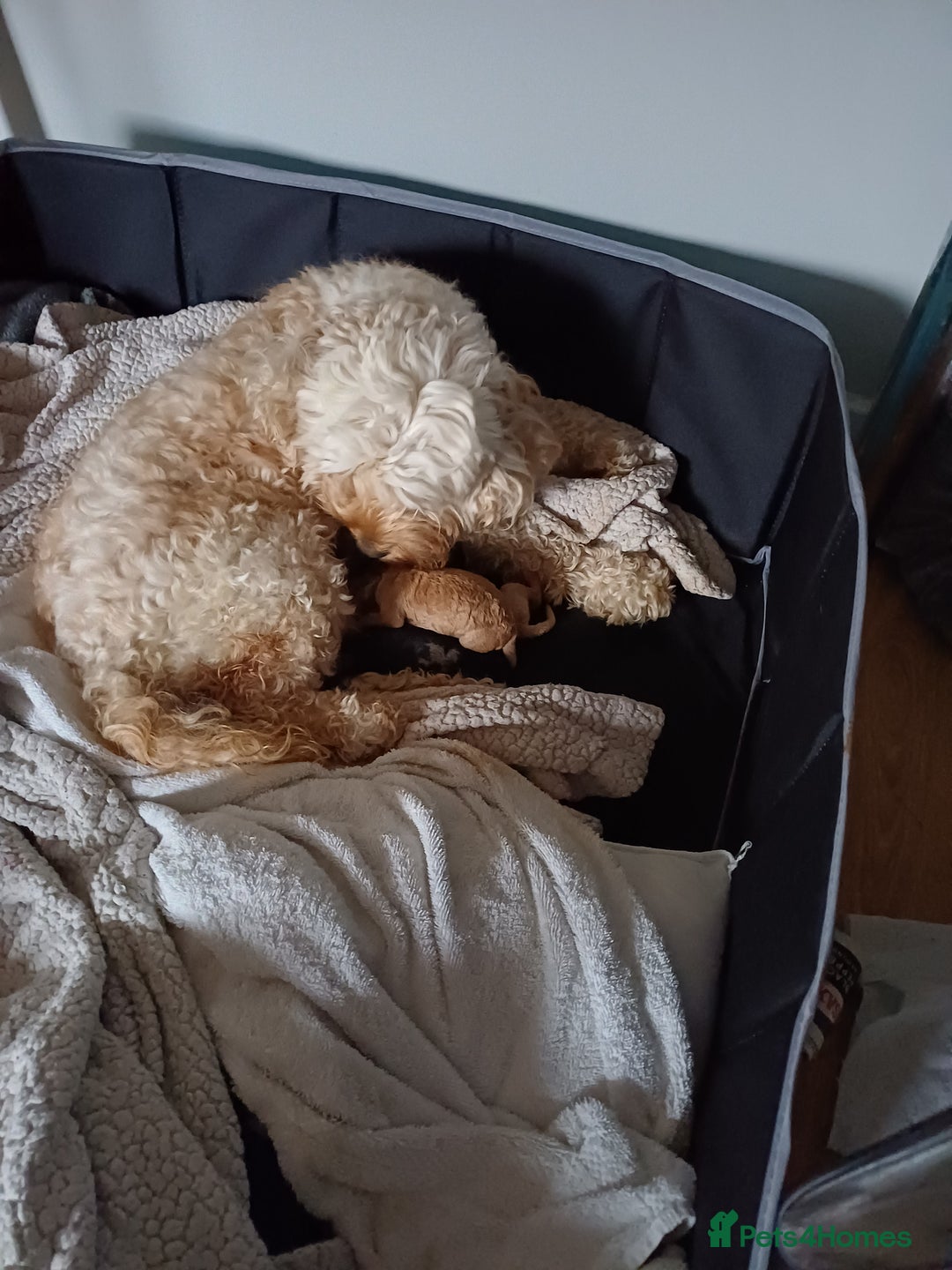 Cockapoo dogs for sale: 3 beautiful puppies for sale £1200 - Advert 11