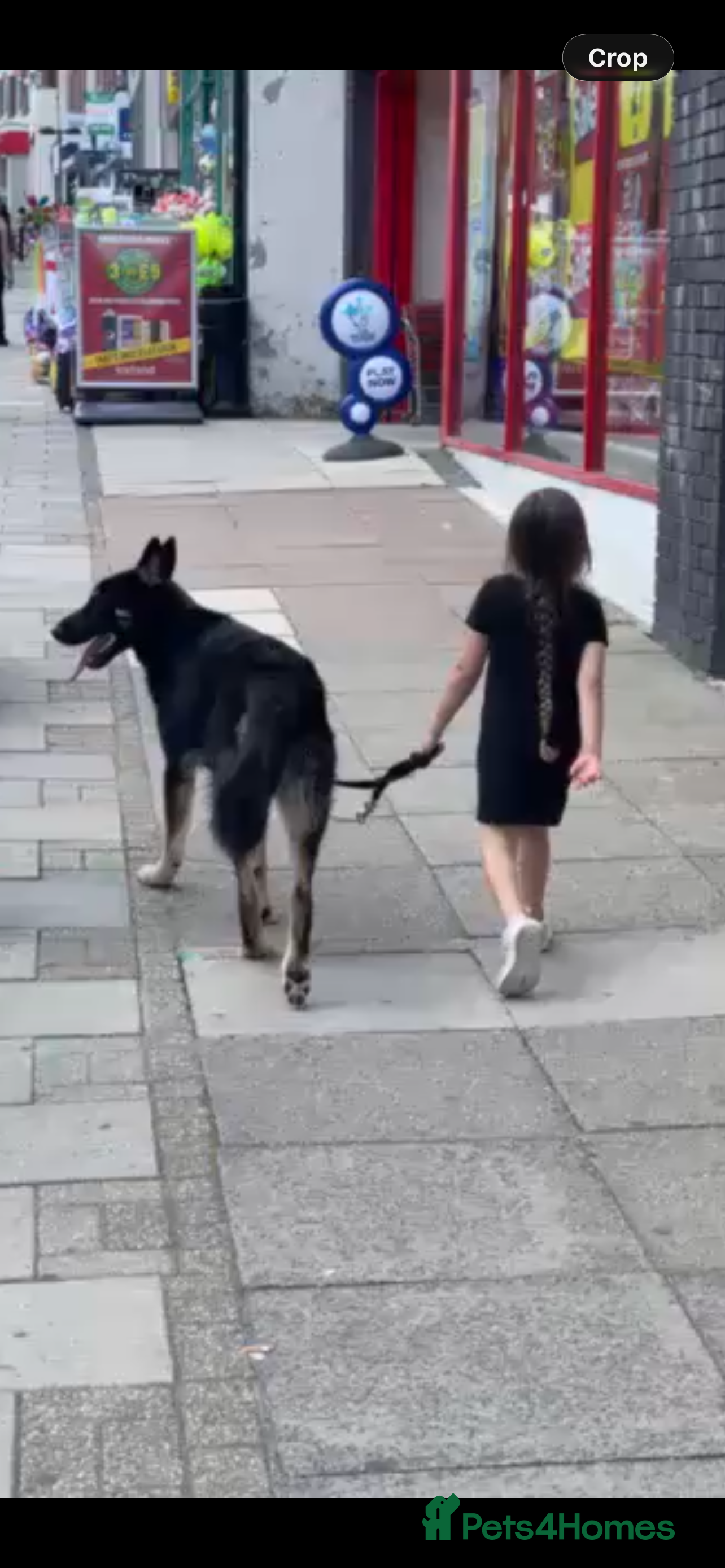 Mixed Breed dogs Stunning Shepherd Puppies Parents Can Be Seen - Advert 2