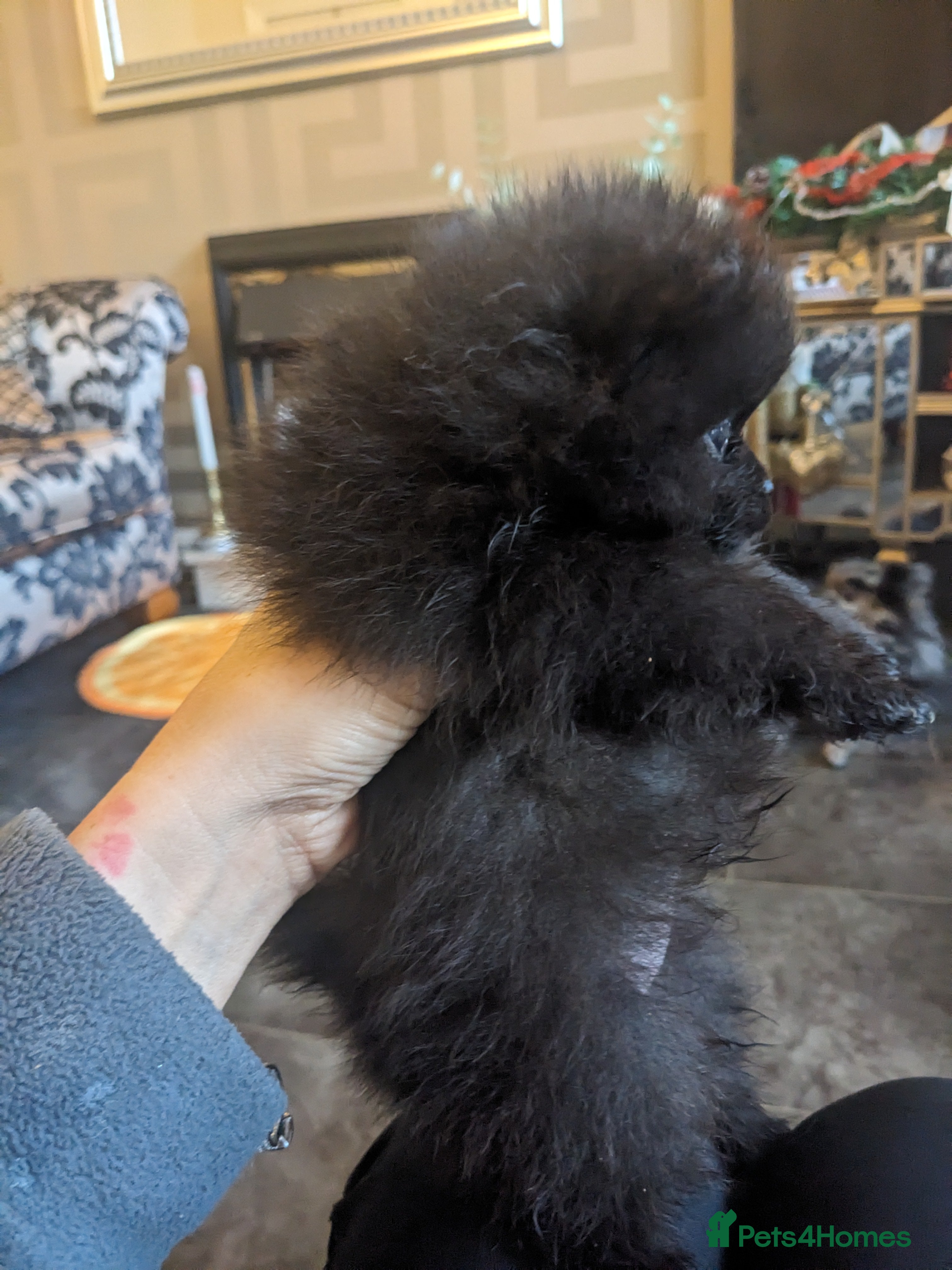Pomeranian dogs Pomarian puppies for sale  - Advert 8