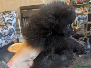 Pomeranian dogs Pomarian puppies for sale - Advert 1