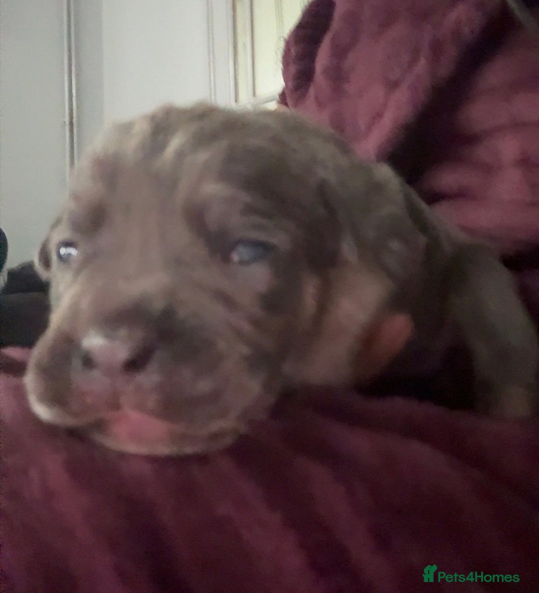 Cane Corso dogs for sale: Cane corso puppies, beautiful litter. - Advert 7