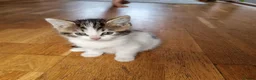 Mixed Breed cats for sale: 7 Beautiful Kittens For Sale!!!!!!! - Advert 15