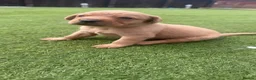 Labrador Retriever dogs for sale: Labrador puppies - Advert 12