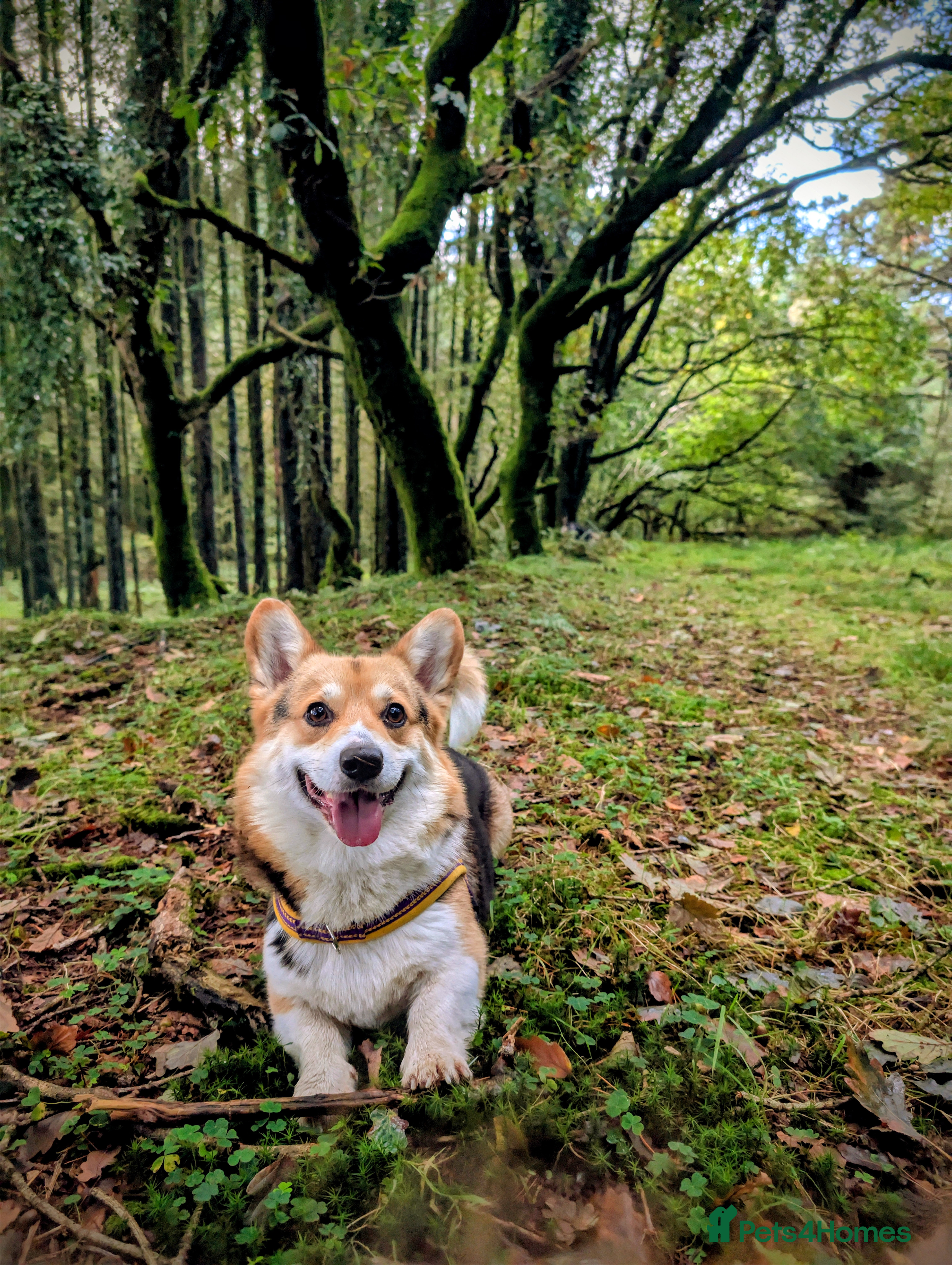 Welsh Corgi Pembroke dogs Tri Coloured Pembroke Welsh Corgi for stud - Advert 2