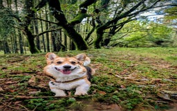 Welsh Corgi Pembroke dogs for stud: Tri Coloured Pembroke Welsh Corgi for stud - Image 1