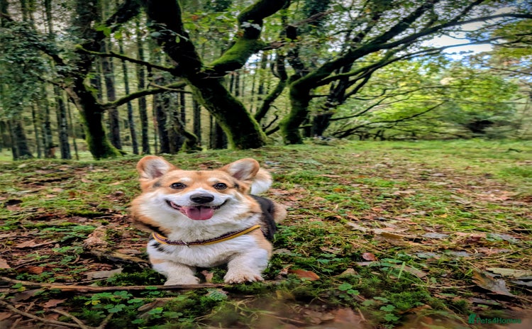 Welsh Corgi Pembroke dogs - Advert 1