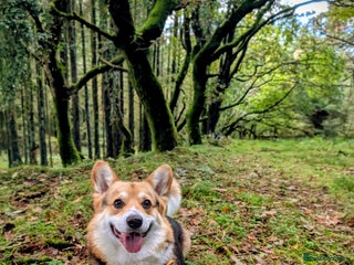 Welsh Corgi Pembroke dogs - Advert 3