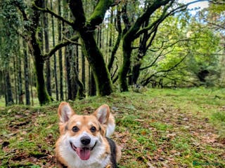 Welsh Corgi Pembroke dogs Tri Coloured Pembroke Welsh Corgi for stud - Advert 3