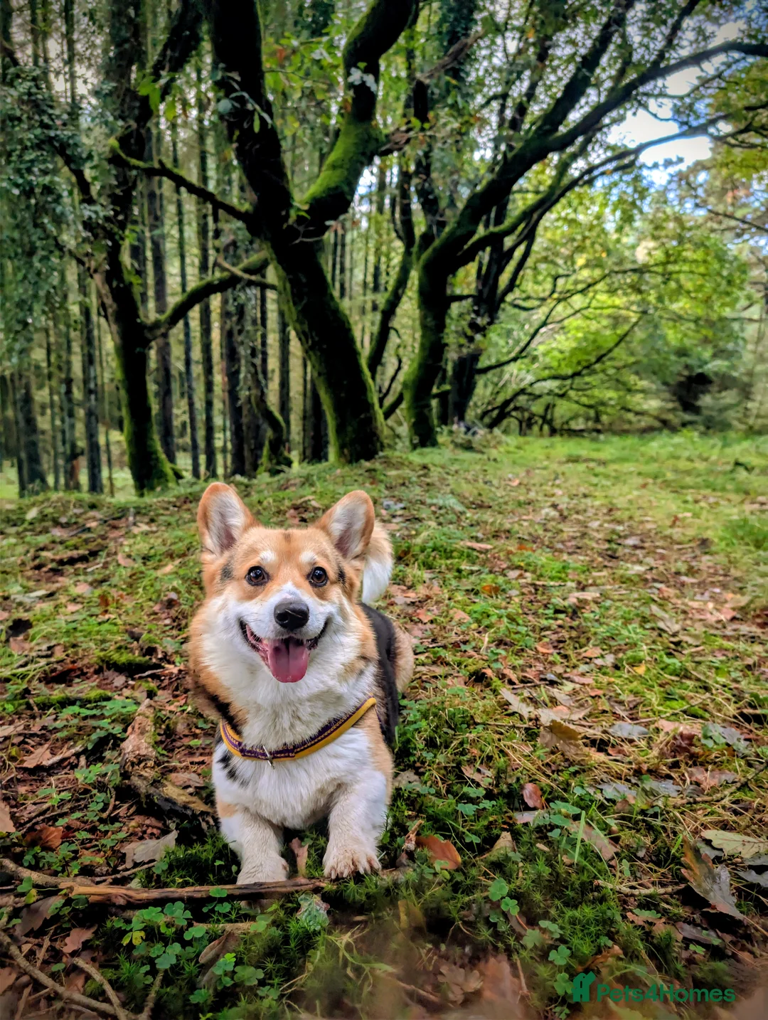 Welsh Corgi Pembroke dogs for stud: Tri Coloured Pembroke Welsh Corgi for stud - Advert 1