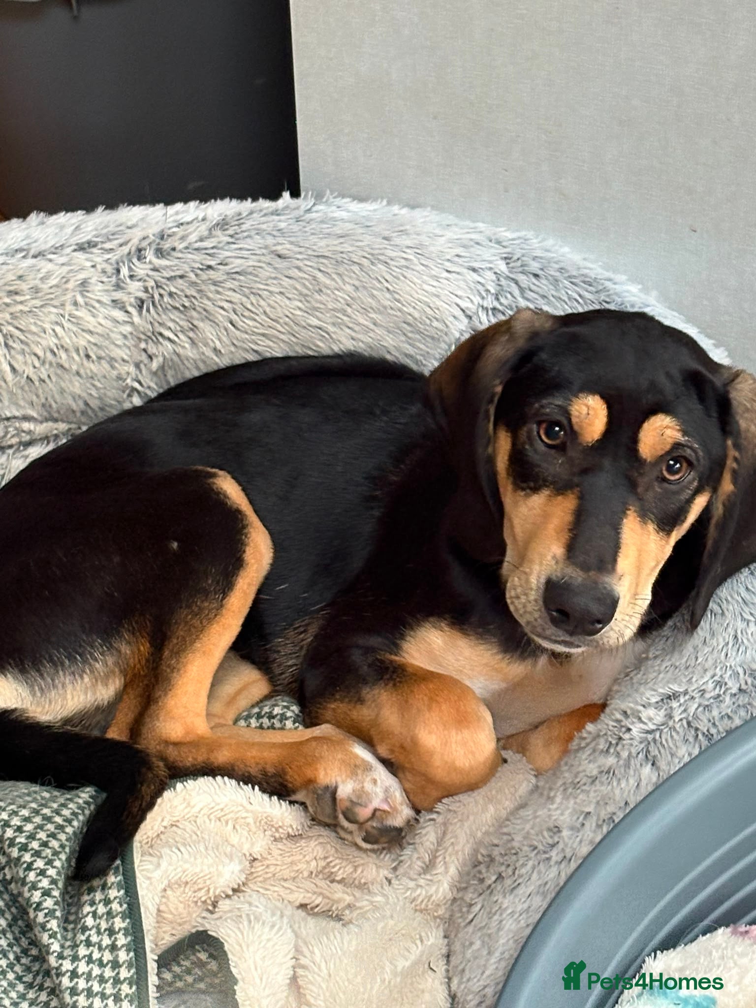 Mixed Breed dogs Chrissie is ready to steal your heart - Advert 1