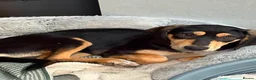 Mixed Breed dogs for adoption: Chrissie  in Newton Abbot - Advert 7