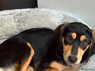 Mixed Breed dogs Chrissie is ready to steal your heart - Advert 1