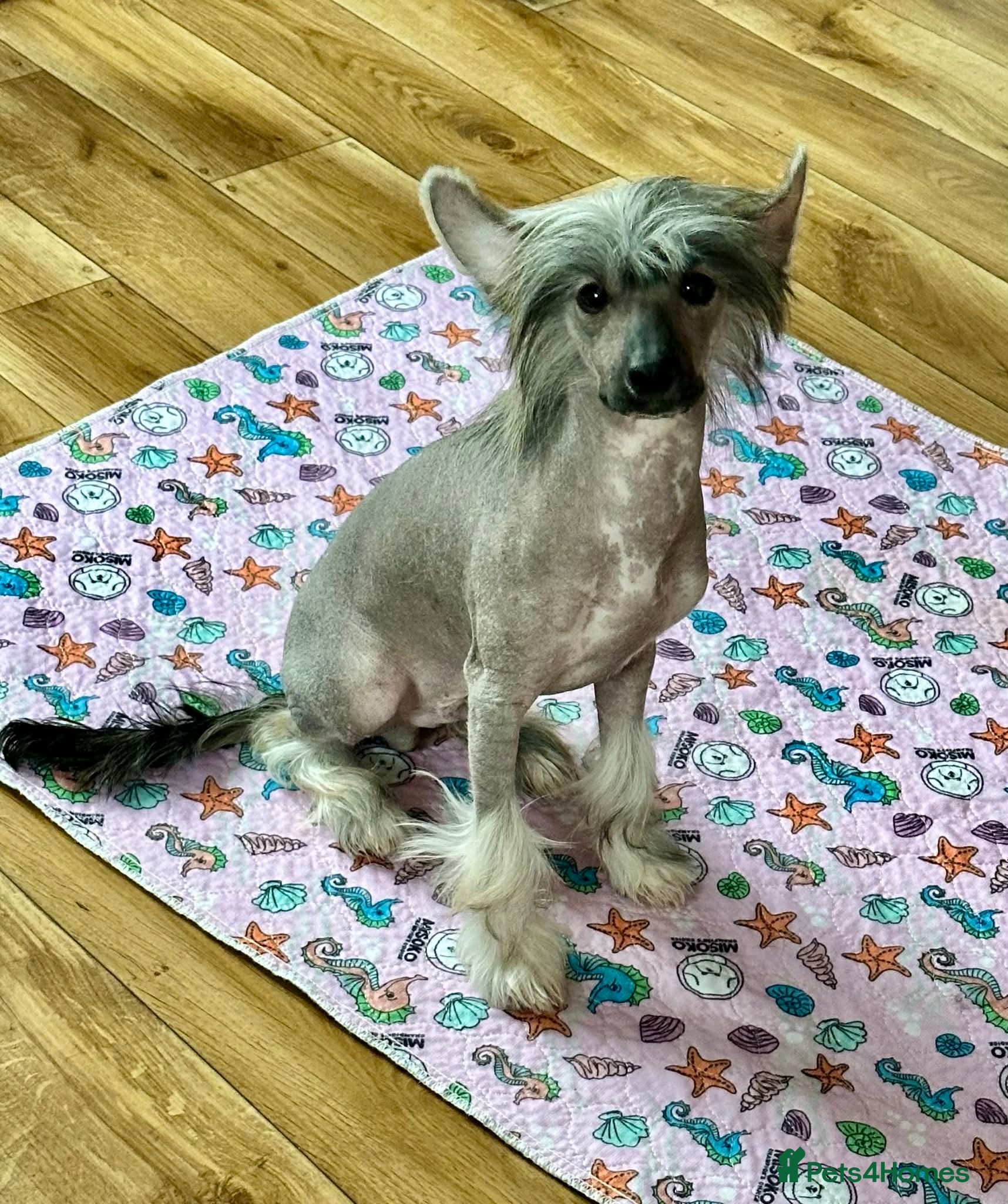 Chinese Crested dogs Julien INSOLITE FAMILIER import Pl  - Advert 1