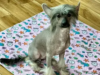 Chinese Crested dogs Julien INSOLITE FAMILIER import Pl - Advert 2
