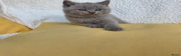 British Shorthair cats for sale: BEAUTIFUL BRITISH SHORTHAIR KITTENS  - Advert 22
