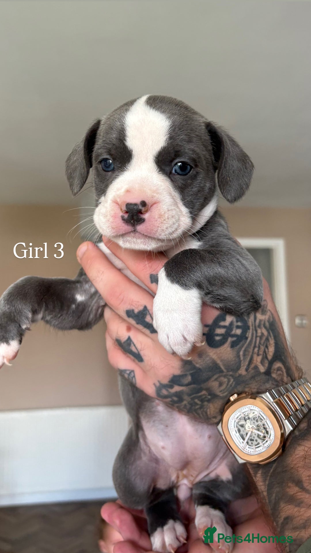 Mixed Breed dogs for sale: 11 gorgeous Staffy x Frenchie pups🤍 - Image 5