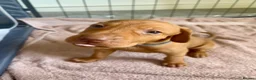 Hungarian Vizsla dogs for sale: Hungarian vizsla puppies  in Thirsk - Advert 11