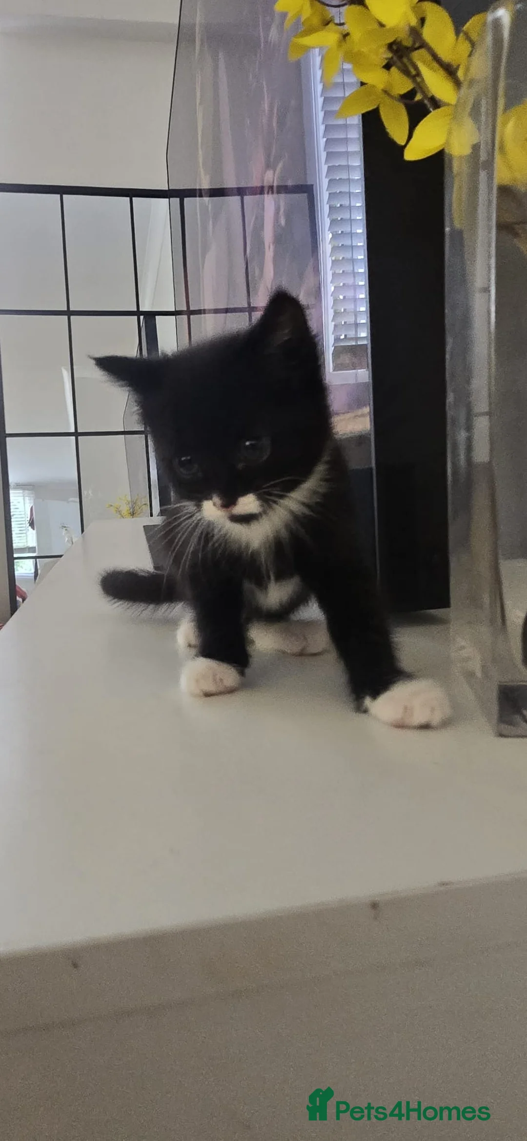 Domestic Shorthair cats for sale: 4 beautiful kittens ready for new home  - Advert 1