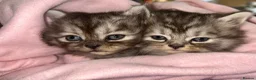 Persian cats for sale: Cute Half Persian Kittens  - Advert 4