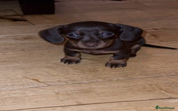 Miniature Dachshund dogs for sale: Miniature Dachshund Puppies - Image 27