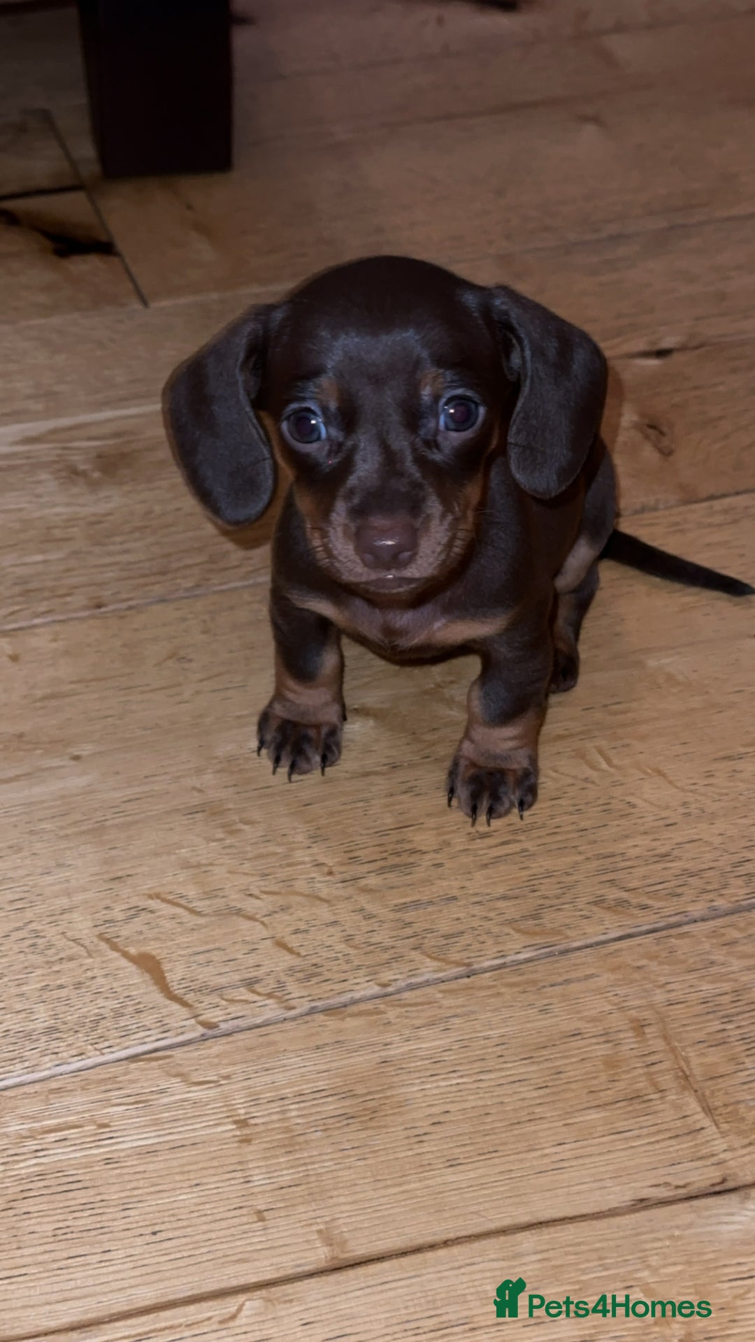 Miniature Dachshund dogs for sale: Miniature Dachshund Puppies - Image 27