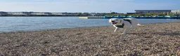 Golden Retriever dogs for sale: Golden retriever male pedigree 7 months old in Derby - Advert 14