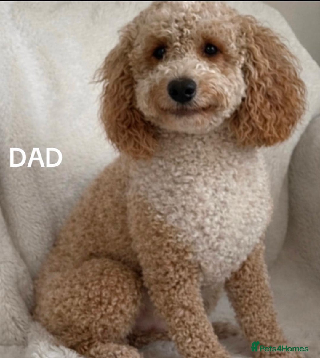 Toy Poodle dogs for sale: 🤎🐾 Beautiful Puppies Available 🤎🐾 - Advert 2