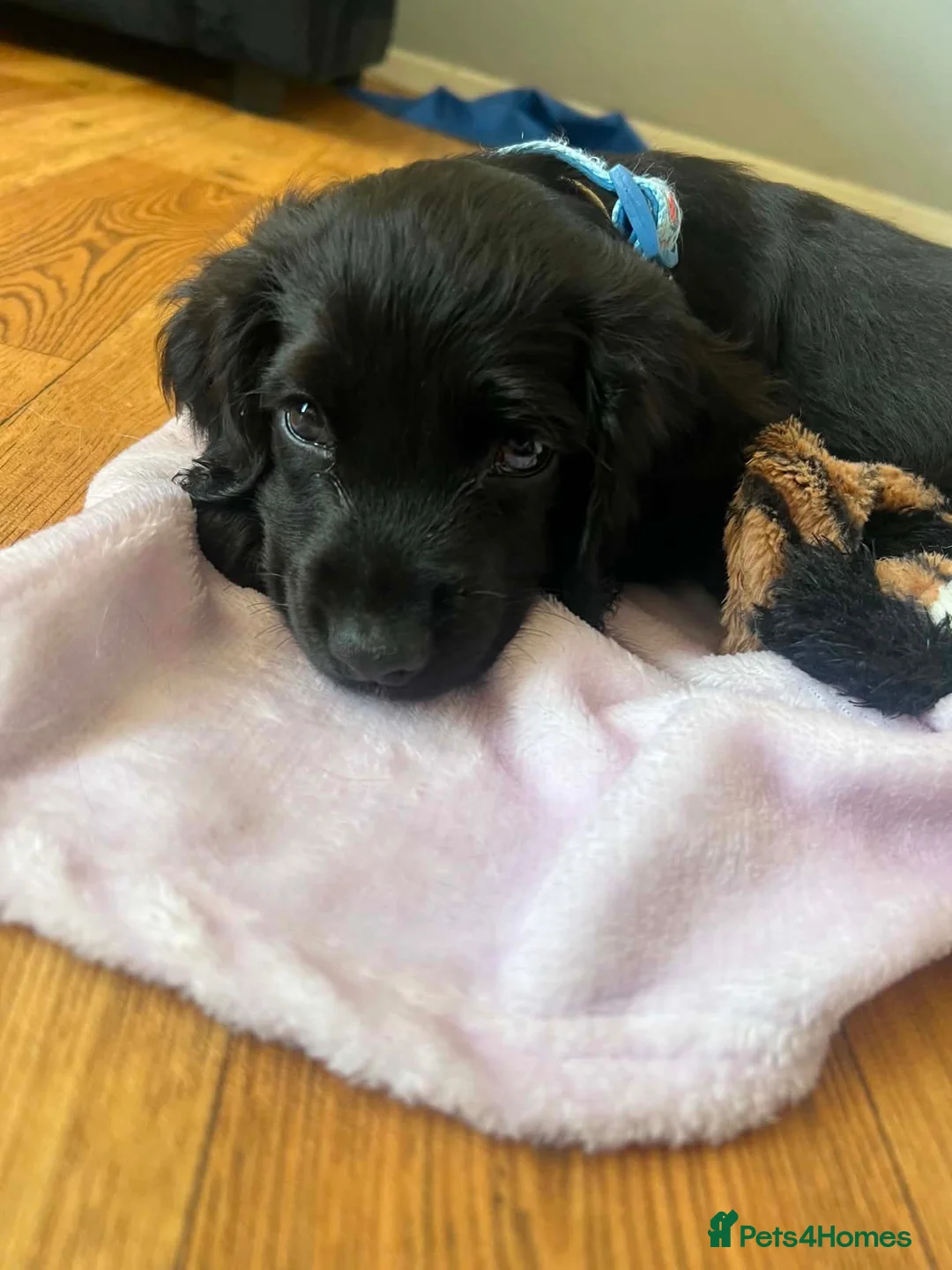 Cocker Spaniel dogs for sale: Cocker spaniel  - Advert 4