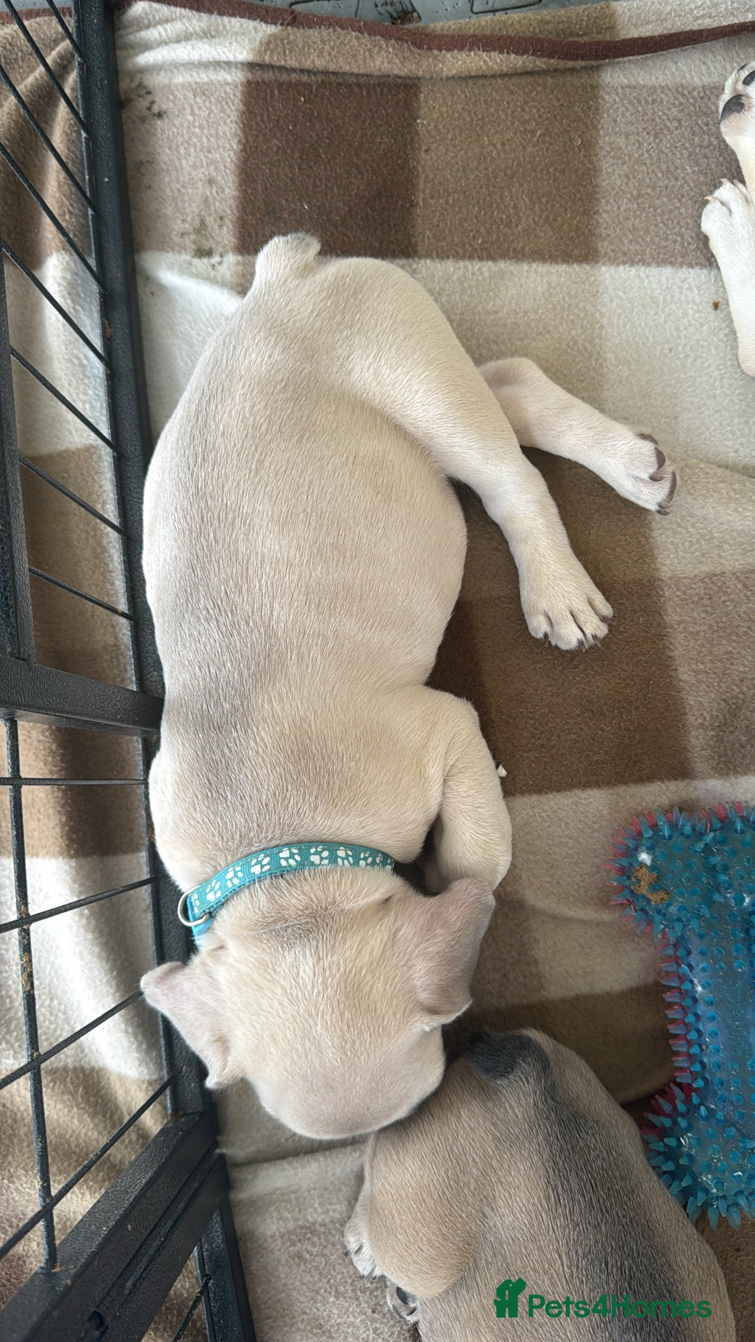 French Bulldog dogs for sale:  French bulldogs looking for their forever home in Lincoln - Image 21