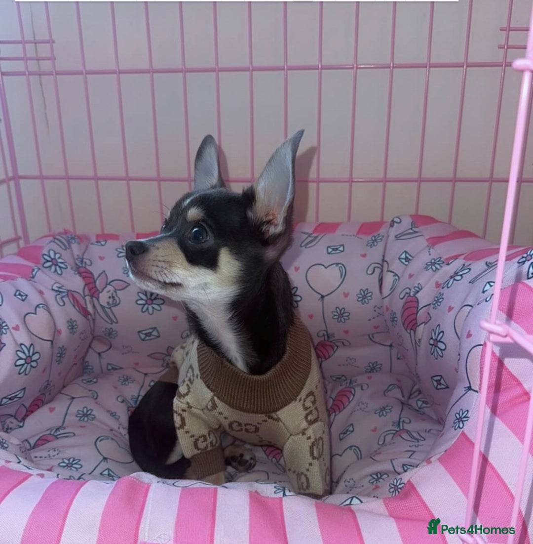 Chihuahua dogs for stud: Pablo, Blue Tri Chihuahua  - Advert 2