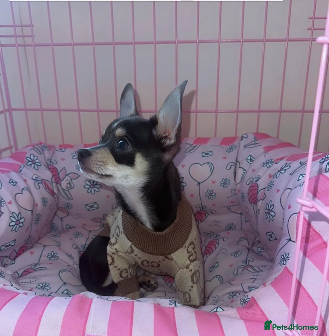 Chihuahua dogs for stud: Pablo, Blue Tri Chihuahua  - Advert 2