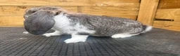 French Lop rabbits for sale: French lop - Advert 2