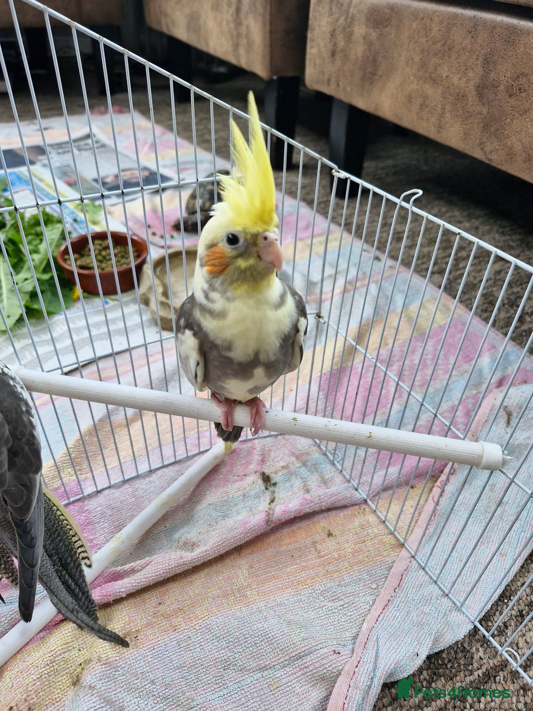 Cockatiels birds for sale: Semi tame baby cockatiels  - Image 4