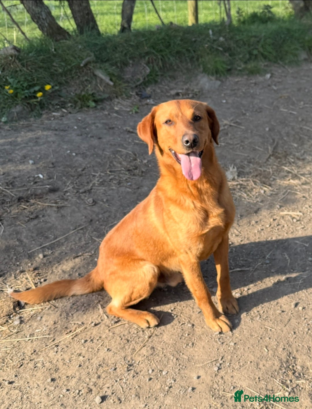 Labrador Retriever dogs for sale: KC reg. Health clear. Labrador puppies  - Advert 6