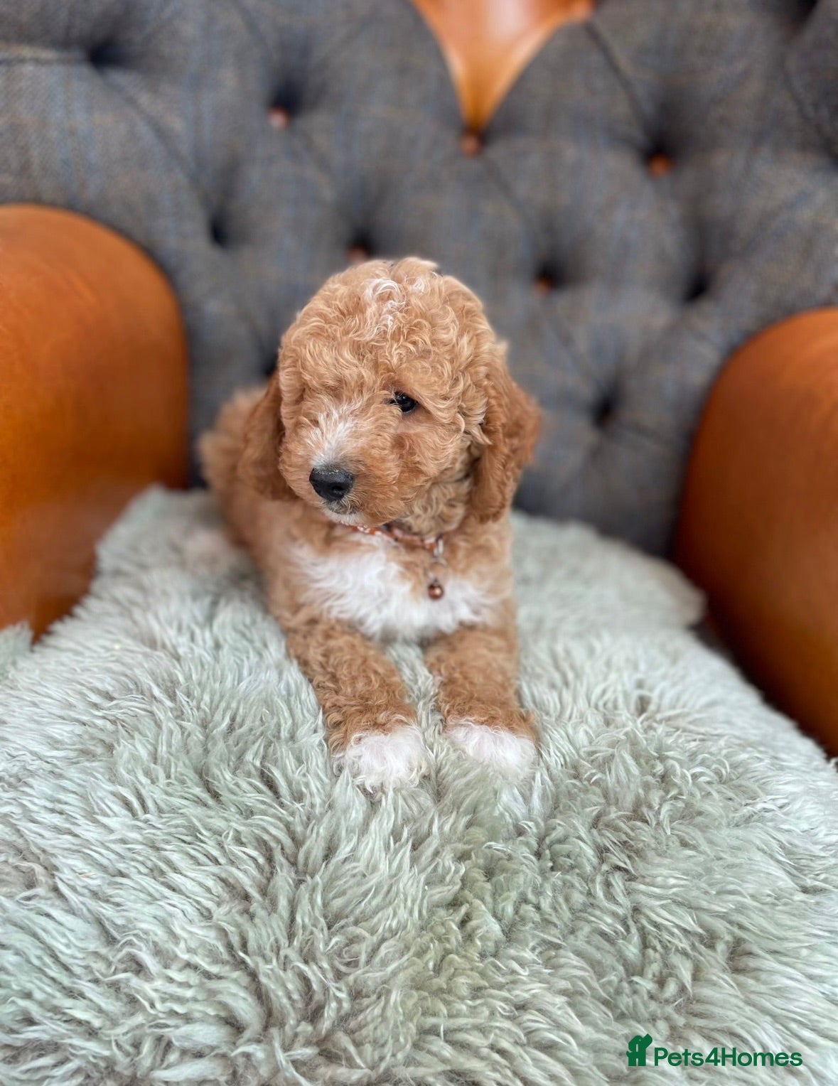 Cavapoo dogs Beautiful F1 Cavapoo puppies - Advert 2