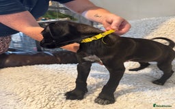 Cane Corso dogs for sale: Beautiful Litter Of Cane Corso Puppys - Image 29
