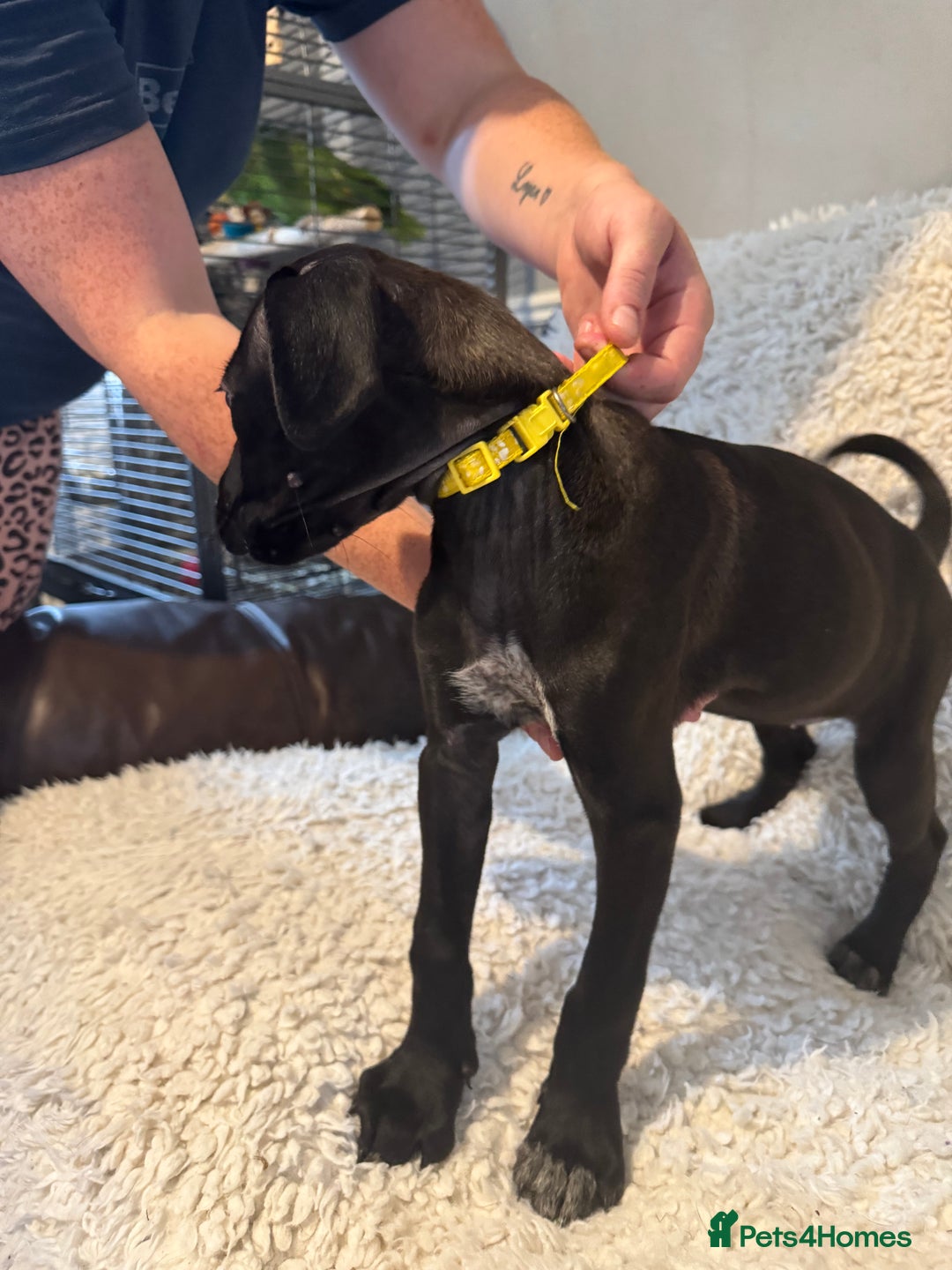 Cane Corso dogs for sale: Beautiful Litter Of Cane Corso Puppys - Image 29