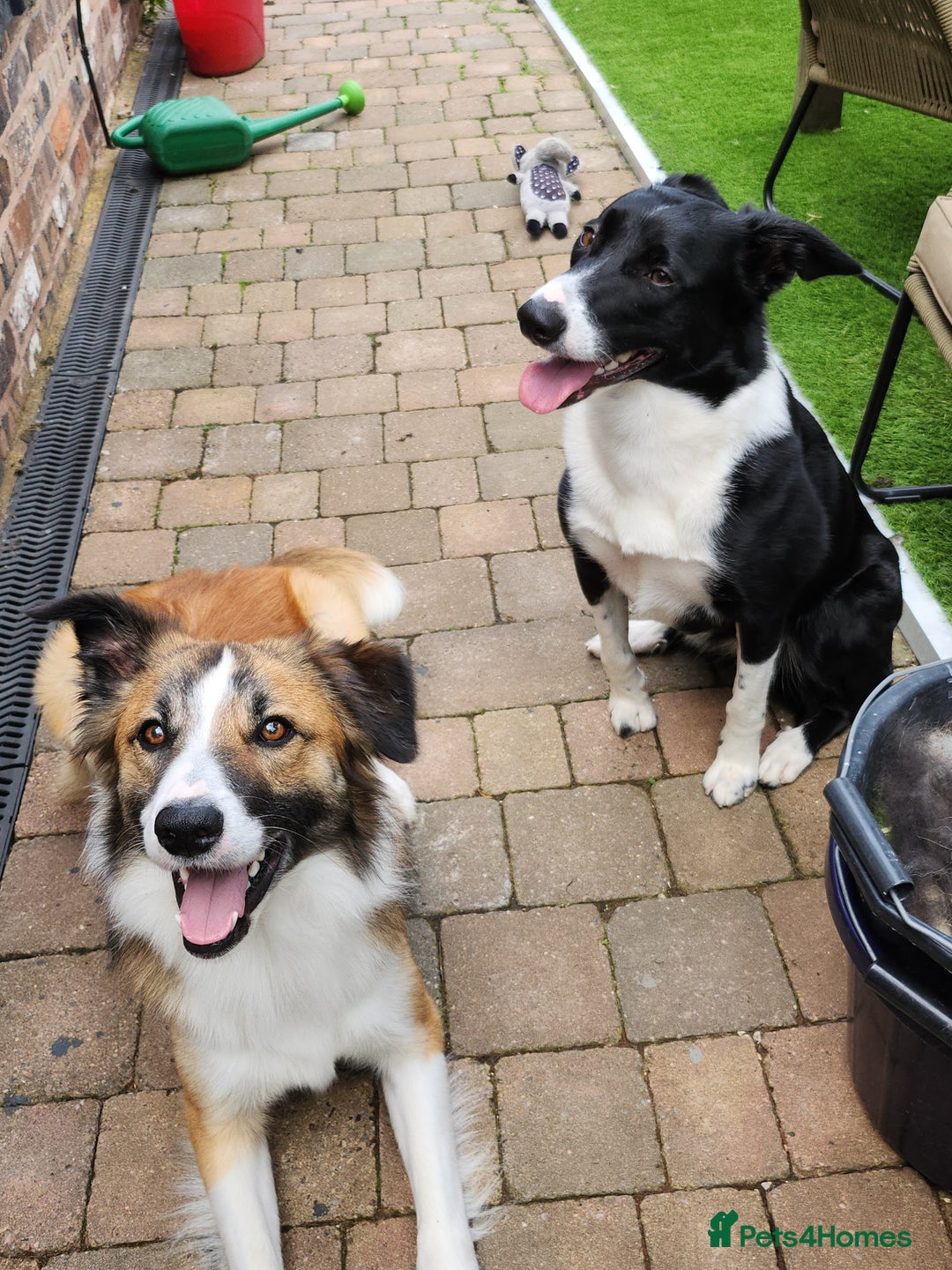 Mixed Breed dogs for sale: Border Collie x Welsh Collie - Image 6