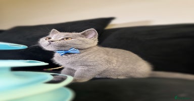 British Shorthair cats - Advert 7
