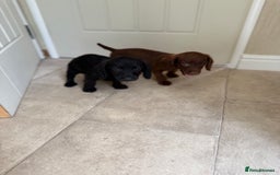 Doxiepoo dogs for sale: Daxi poos - Image 8