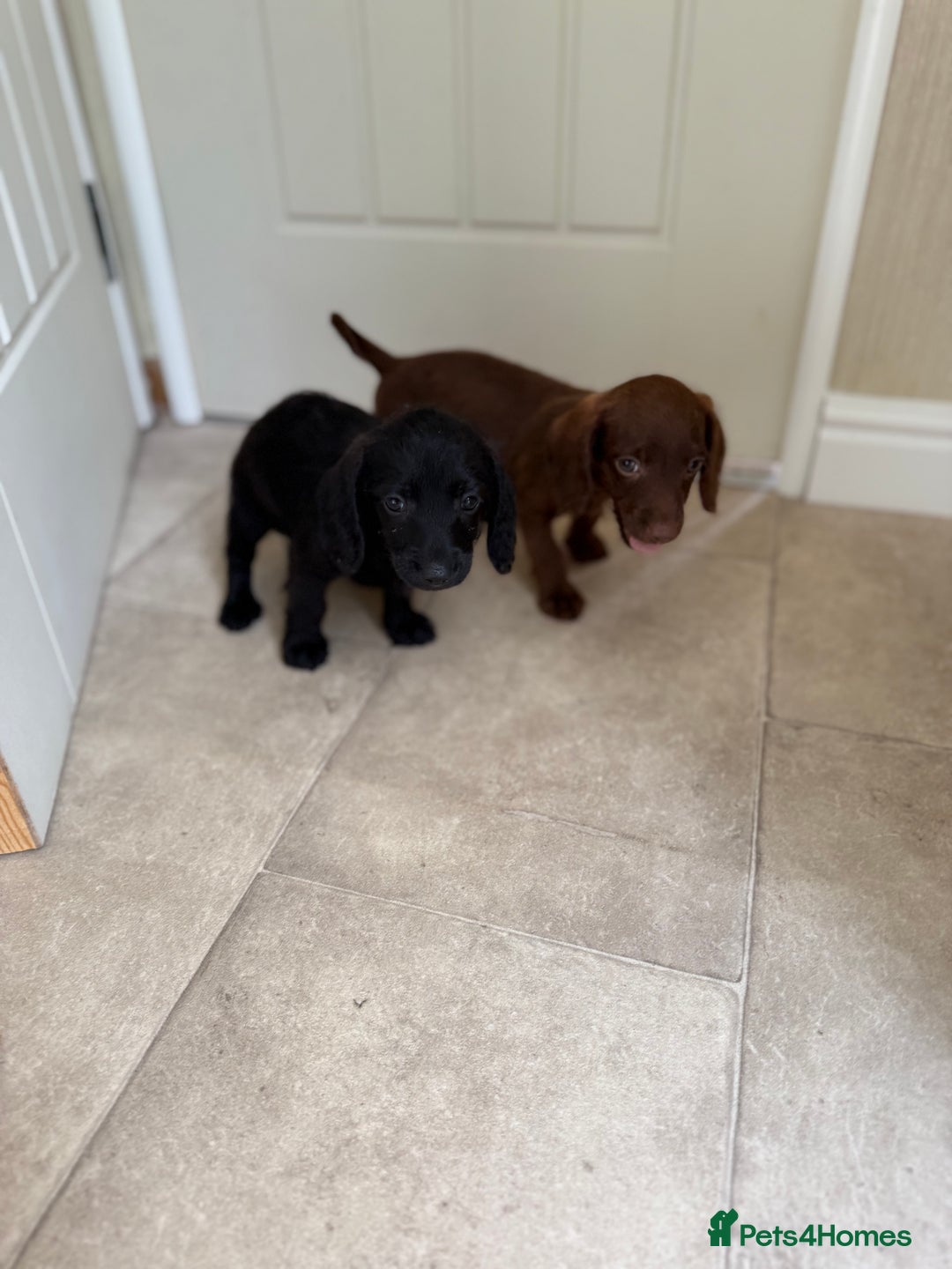 Doxiepoo dogs for sale: Daxi poos - Image 8